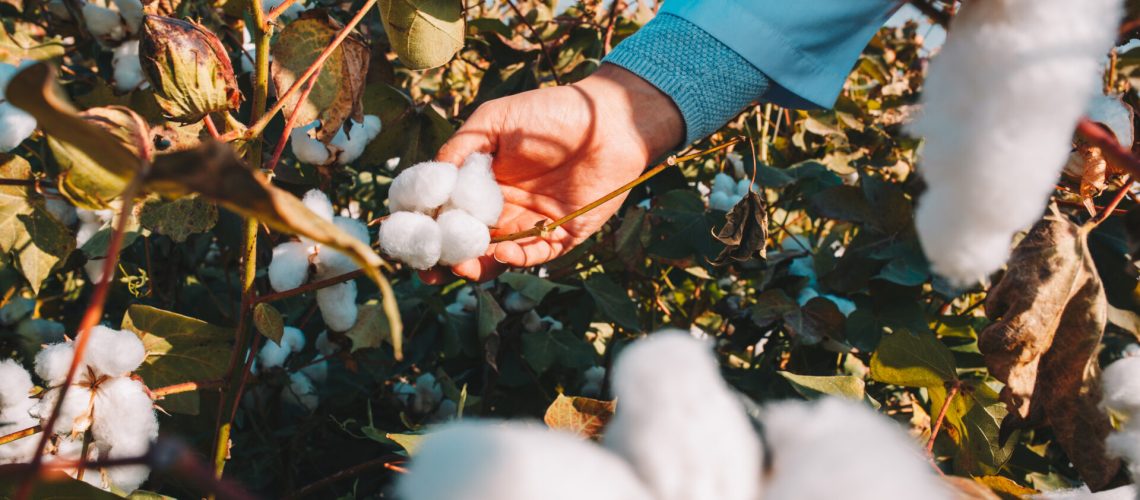 taking-cotton-from-branch-by-farmer